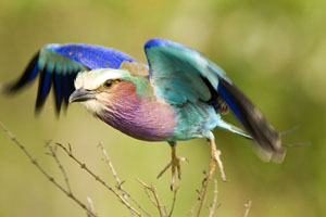 roller